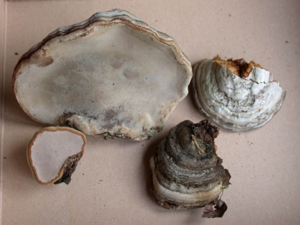 Fomes fomentarius - Sta nascendo un ...???  QUIZ